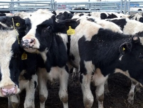 La producción de leche creció fuerte en 2025, casi un 10%, y volvería a aumentar en 2026 aunque de modo más moderada