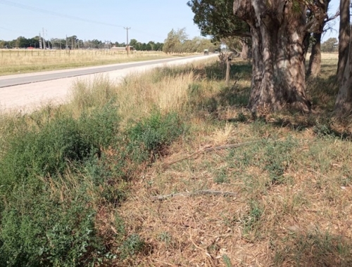 Atentado le cortaron el alambrado de un campo donde había más de 100 vacas y denunció un acto intencional