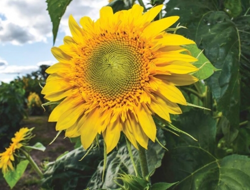 El girasol volvió a ganar protagonismo y el norte del país explica la mayor parte del salto