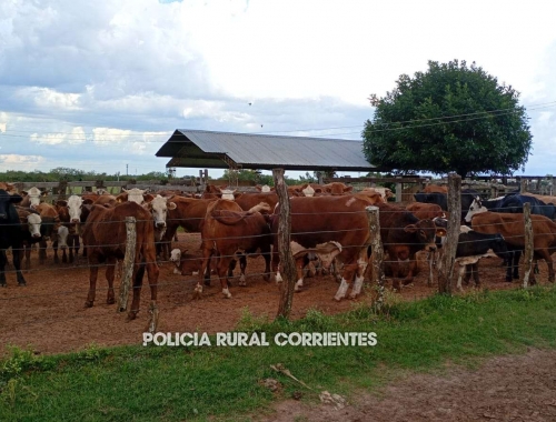Operativo en Corrientes destapa red de abigeato recuperan más de 250 animales y hay 3 detenidos