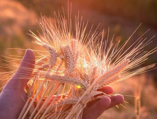 El cultivo que cerró una campaña sólida y aceleró sus exportaciones a nuevos mercados