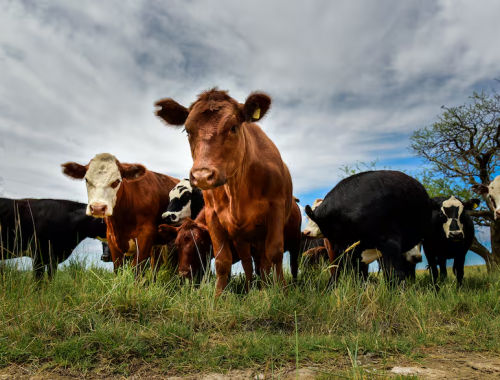 Aseguran que es un buen momento para la compra de semillas forrajeras