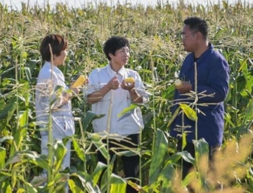 Cosas que pasan en una industria a cielo abierto. Los planes del gobierno chino para autoabastecerse de maíz se complicaron por un golpe climático