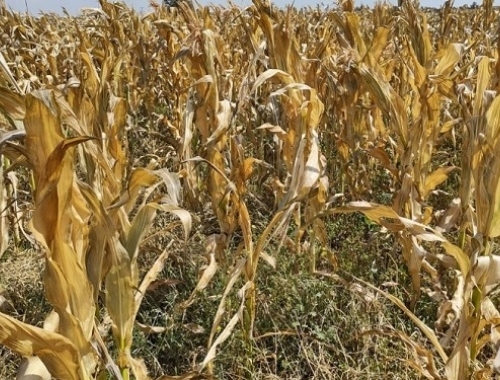 Recalculando. Recién dentro de una semana se proyectan lluvias importantes sobre la región núcleo pampeana