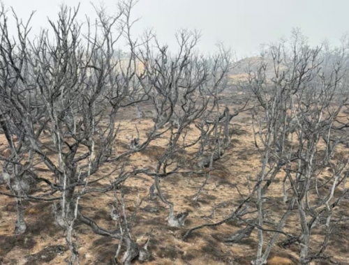 Espectadores de un incendio monumental el fuego en Chubut llegó al campo de un reconocido dirigente rural