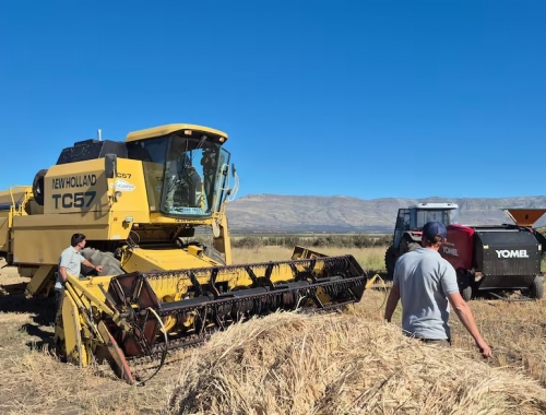 A 40 km del glaciar Perito Moreno comenzó la cosecha del trigo más austral del mundo con un rinde muy prometedor