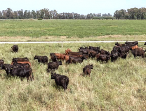 Más de 7 millones de ganado vacuno se encuentran en zonas de riesgo hídrico.