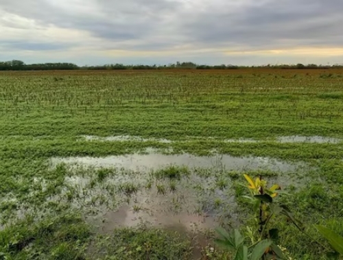 Lluvias que cambian el escenario en la región núcleo alivio hídrico para la soja, pero tormentas severas dejan daños en 400.000 hectáreas