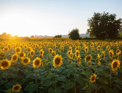 Paradoja a pocos días de la cosecha, los precios del girasol muestran una tendencia alcista