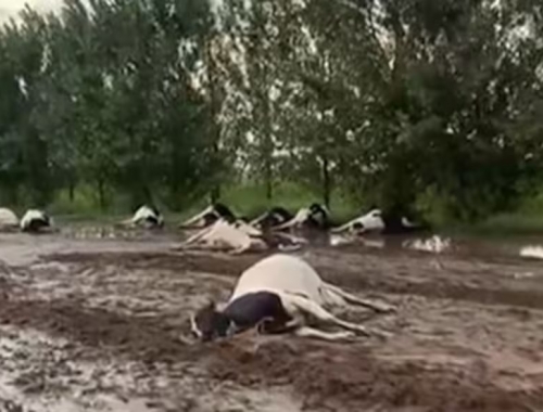 Encuentran decenas de vacas muertas tras una tormenta en Córdoba apuntan a una centella