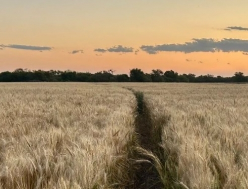 Iniciativa de la Región Centro. Treinta años después, la Argentina vuelve a hablar de segregar los trigos de acuerdo a su calidad