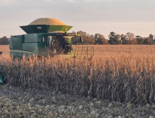 Cambio de paradigma. Los exportadores siguen ofreciendo precios elevados por el maíz 2025/26 a pesar de estar comprados hasta la manija