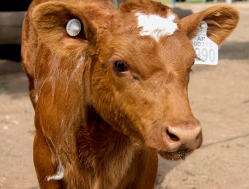 Medida histórica la identificación electrónica obligatoria del ganado generó una explosión de ventas