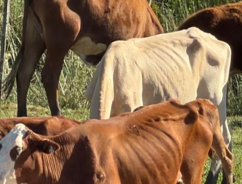 Hay 200 vacunos en riesgo se empezaron a morir por falta de alimento los animales que esperan una definición judicial