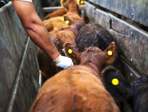 Guerra por la aftosa productores denuncian que están “cautivos” y piden que intervenga el Senasa