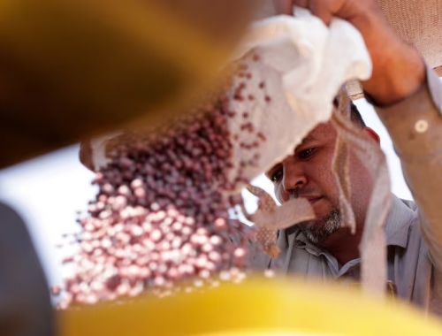 UPOV-91. Milei reabre el debate por la ley de semillas y el campo marca límites