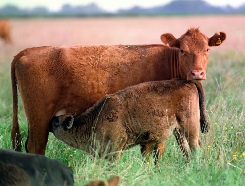 Tasas presentaron un proyecto de ley para que los municipios dejen de cobrar la guía ganadera