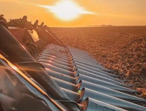 El precio del maíz argentino está baratísimo, pero la buena noticia es que podría estar mucho más bajo