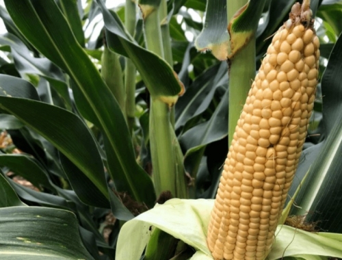 Nueva frontera el maíz cambia el paisaje en una región con potencial para 100.000 hectáreas