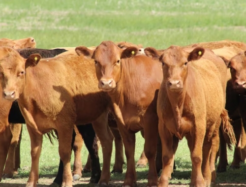 El ternero para invernada llegó a US$4,4 por kilo, el valor más alto de la historia