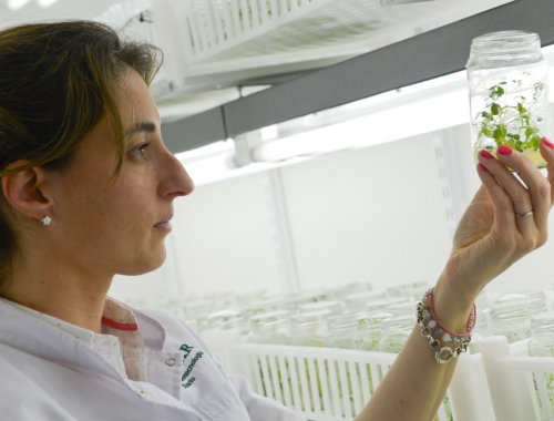 El Gobierno actualizó la normativa sobre organismos genéticamente modificados y busca acelerar la innovación en el agro