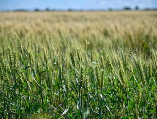 Sigue la recarga de humedad en los suelos, de cara a la siembra de trigo