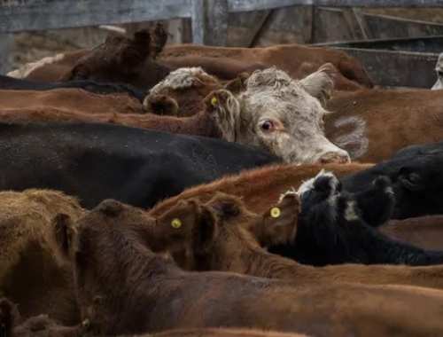 Remates los frigoríficos exportadores le pusieron la lupa al histórico momento de precios