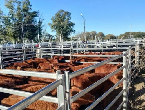 Terneras Angus Certificadas presentaron un programa para jerarquizar la selección y comercialización