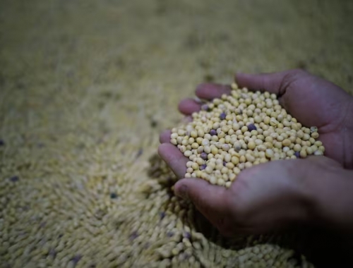 Ley de semillas qué cambia frente al actual esquema, según la propuesta definitiva de la Mesa de Enlace