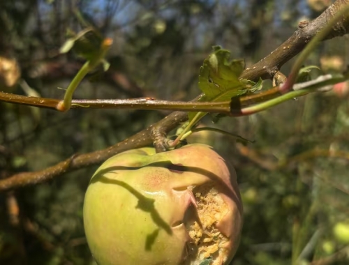 Tuvo una fuerza descomunal una tormenta extrema con granizo arrasó en una de las zonas más productivas del país