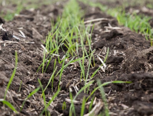 Luces amarillas para el trigo de la campaña 2026/27