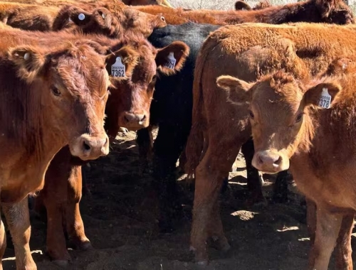 Resultado inédito para el 82% de los empresarios ganaderos es un buen momento para invertir