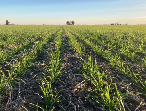 Primeras estimaciones en una provincia esperan una caída de la siembra de trigo