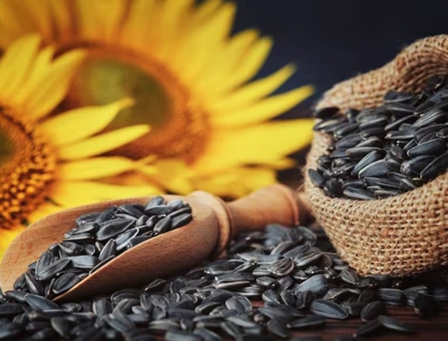 En Bulgaria detectaron residuos de pesticidas por encima del límite en cargamentos argentinos de girasol