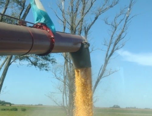 Locura total en el mercado argentino de maíz con embarques récord y precios que siguen dando pelea en plena cosecha