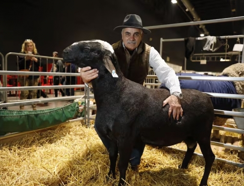 Me fundo fuerte preocupación entre los productores de ovinos por los casos de scrapie y cuestionamientos al Senasa