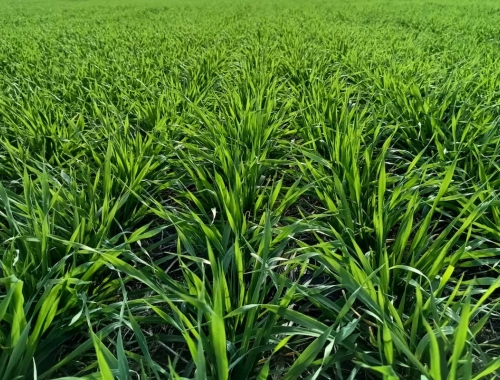 La cebada puede ganar superficie en la campaña de granos finos