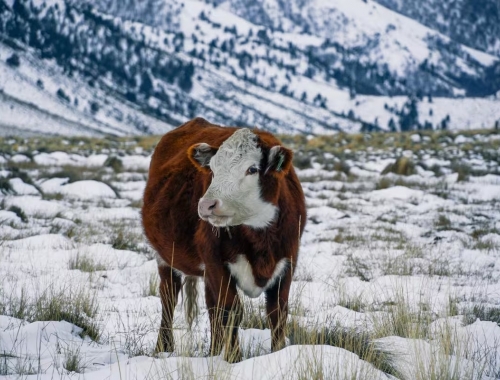 Plan binacional comienza un ambicioso programa para regenerar 150.000 hectáreas