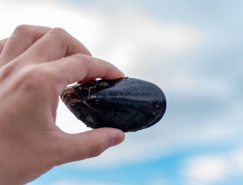 Del feedlot al fishlot el negocio productivo que en la Argentina se posiciona como potencia