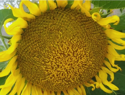 Ya es un éxito destacan que bajar las retenciones aceleraría la llegada de dólares de un cultivo