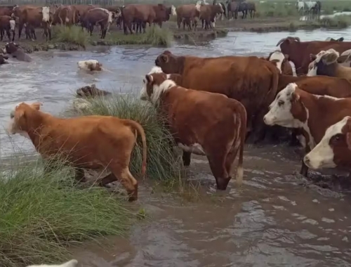 Extrema gravedad hay casi un millón de hectáreas bajo el agua por un diluvio en Santa Fe y temen fuertes pérdidas