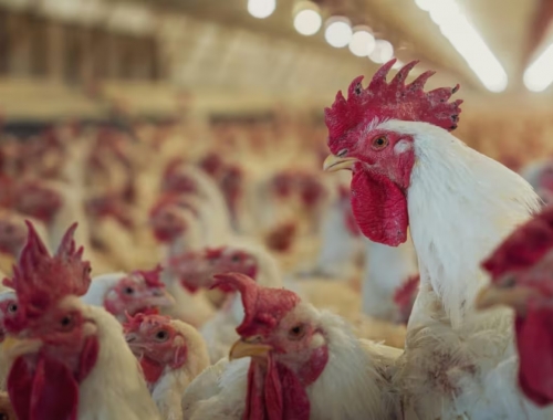 Gripe aviar la Argentina se encamina a recuperar la condición de libre de la enfermedad