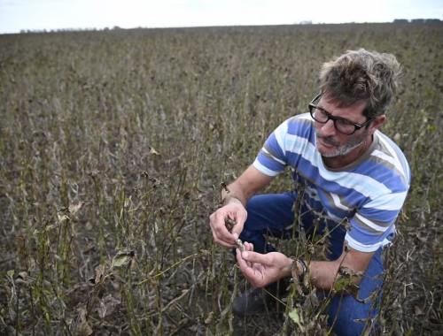 Los días no acompañan las lluvias no dan tregua y los productores no pueden acelerar la cosecha de soja