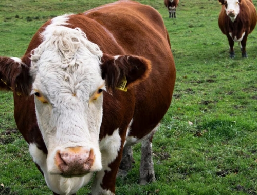 Inundaciones el Senasa flexibilizó exigencias sanitarias para la ganadería en tres provincias