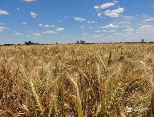 El trigo 2026/27 arranca con buen clima, pero el costo de los insumos enfría la siembra