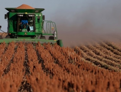 Sorgo: la cosecha avanza al 18,5% con demoras por lluvias y producción en 2,9 MTn