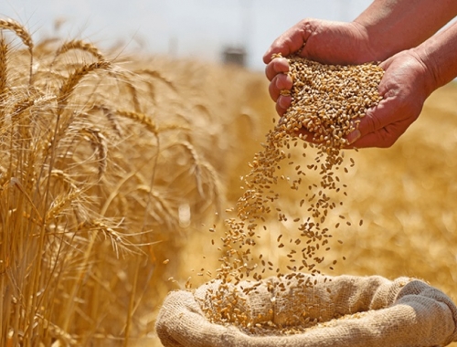 La campaña de trigo invita a salir de la defensiva y jugar un partido al ataque