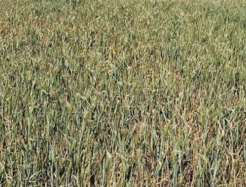 Sigue subiendo el precio del trigo en EE.UU. ante el avance de la sequía en la principal región cerealera del país