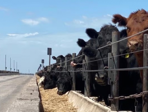En crecimiento con 2,1 millones de cabezas en los corrales, los feedlots transitan una actividad intensa y con rentabilidad ajustada