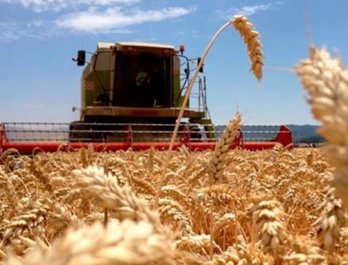 El precio internacional del trigo está en máximos en casi dos años en medio de las tensiones globales